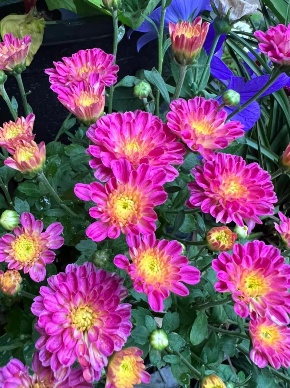 Ella Flower Garden Resort Εξωτερικό φωτογραφία