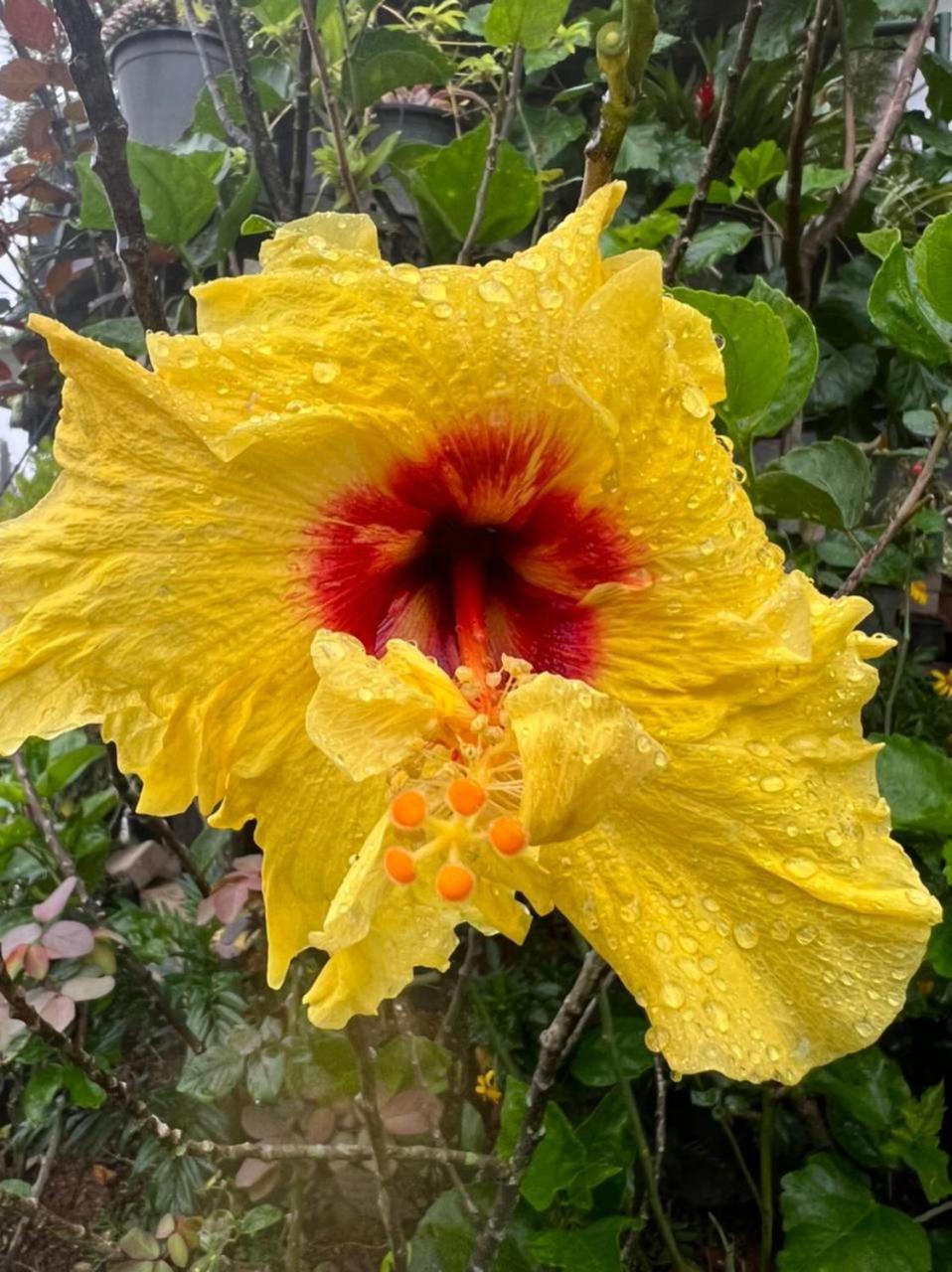 Ella Flower Garden Resort Εξωτερικό φωτογραφία