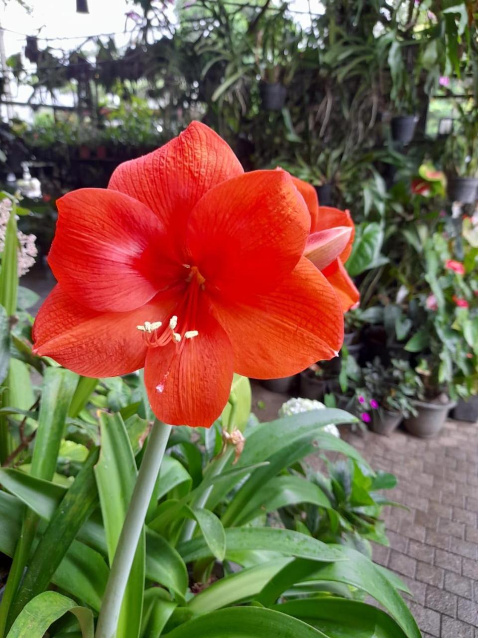 Ella Flower Garden Resort Εξωτερικό φωτογραφία